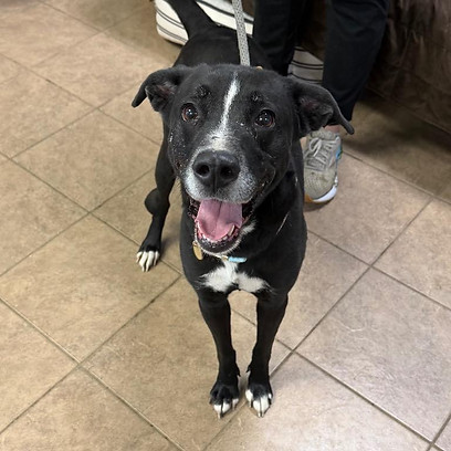 An adorable black and white dog with a happy expression on her face.