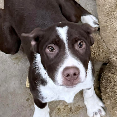 A brown and white dog with a pink nose.