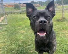 A cute black dog with giant ears stands outside in a grassy area and smiles for the camera.