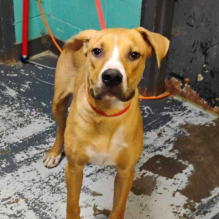A brown and white dog standing in a dark room.