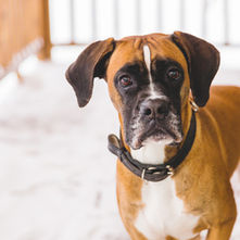 A Boxer with a serious expression stands outside.