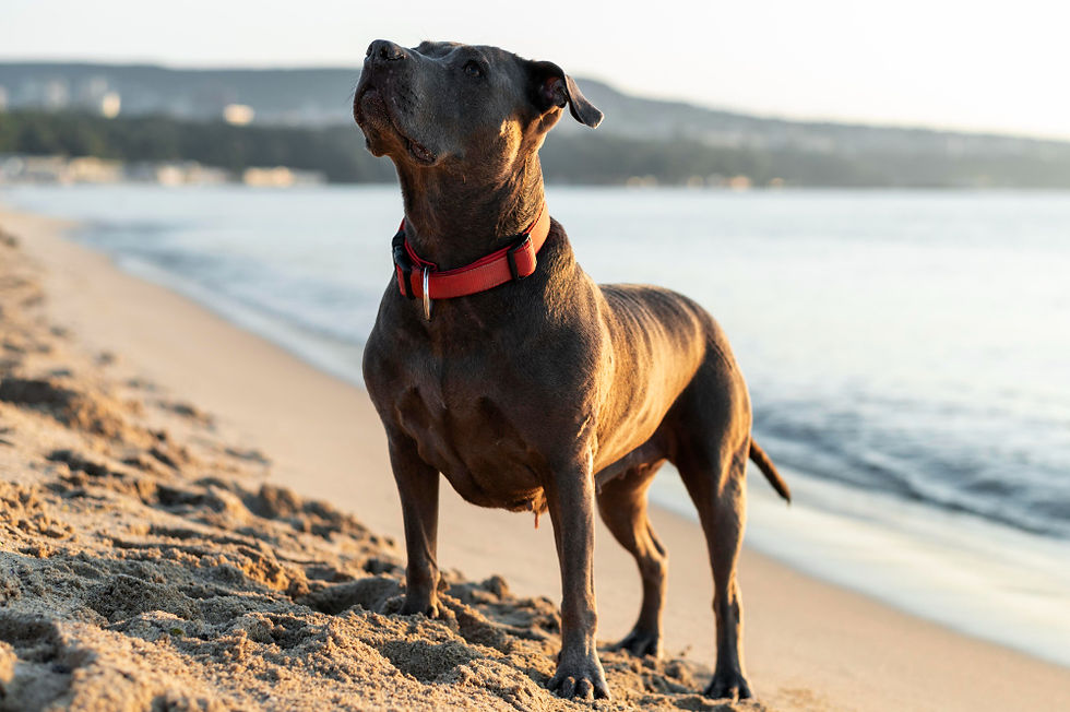 A large, barrel chested dog stand alert and looks healthy.