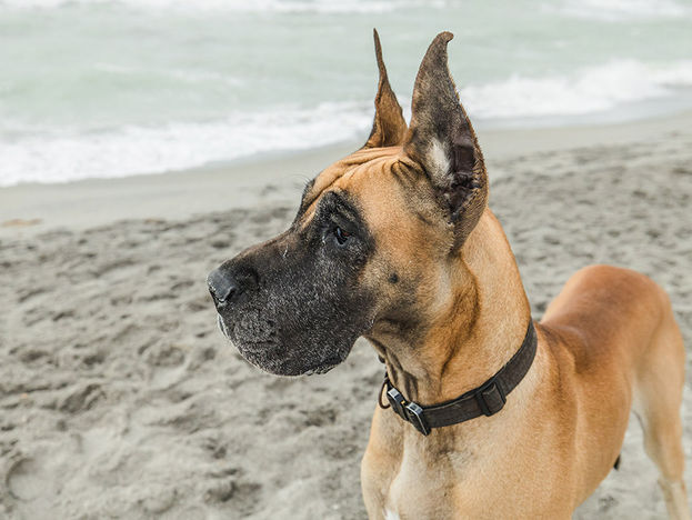 A beautiful fawn colored Great Dane with a black mask and alert ears standing on the beach.