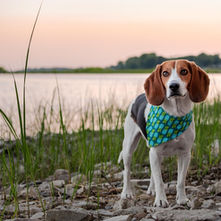 A beautiful Beagle wearing a colorful bandana stands on rocks near a body of water at sunset.