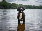 A Portuguese Water Dog stands in a lake and looks off into the distance.