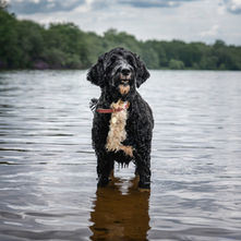 A Portuguese Water Dog stands in a lake and looks off into the distance.