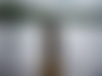 A Portuguese Water Dog stands in a lake and looks off into the distance.
