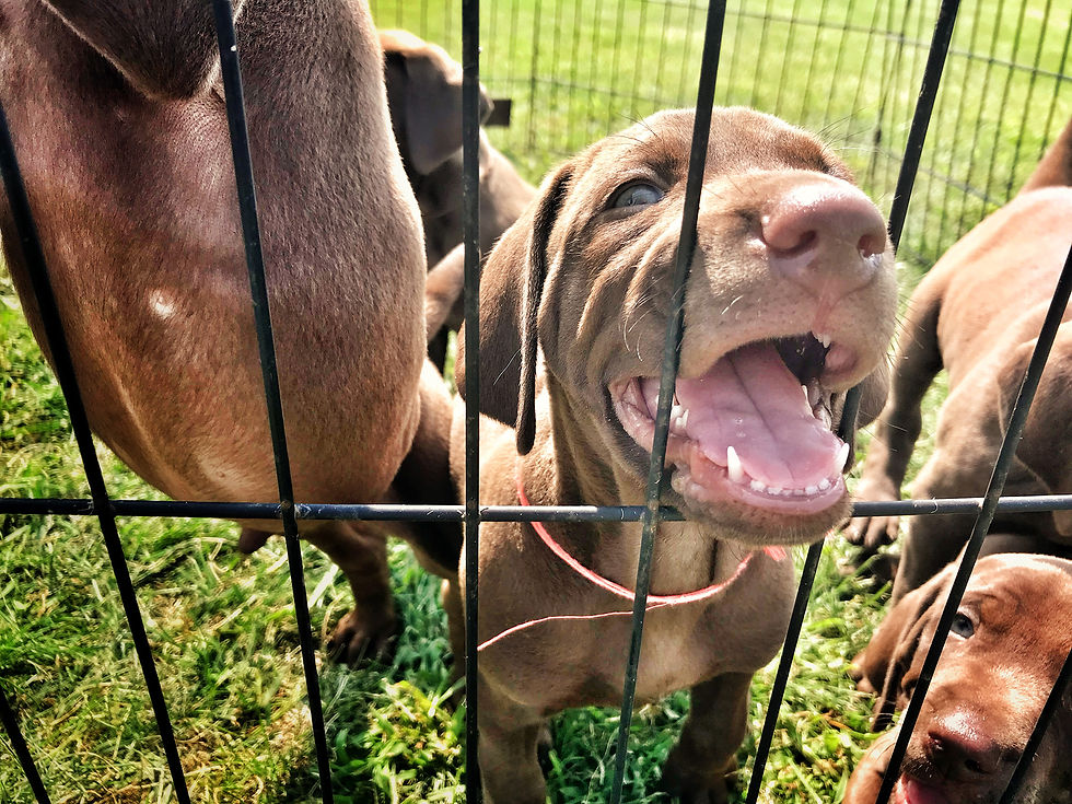 A tiny Weizsla puppy gnaws on a fence corralling his brothers and sisters.