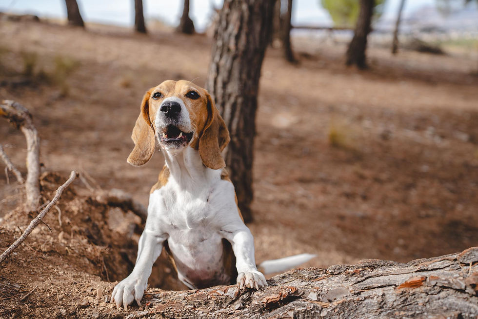 A Beagle in the woods howls while leaning on a tree stump.