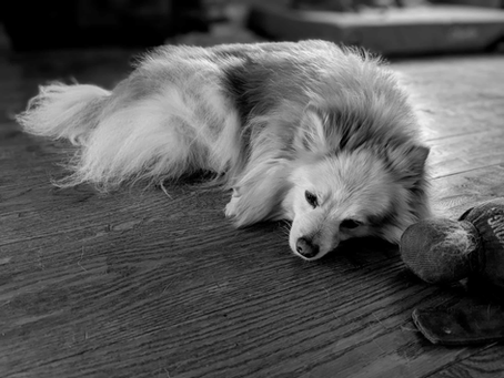 A close-up black and white photo of a cute Pomeranian dog sleeping on the floor.