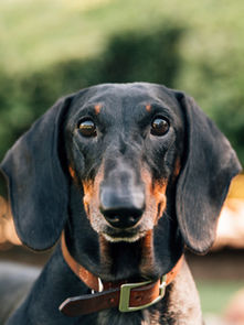 An adorable black Dachshund with expressive eyes.