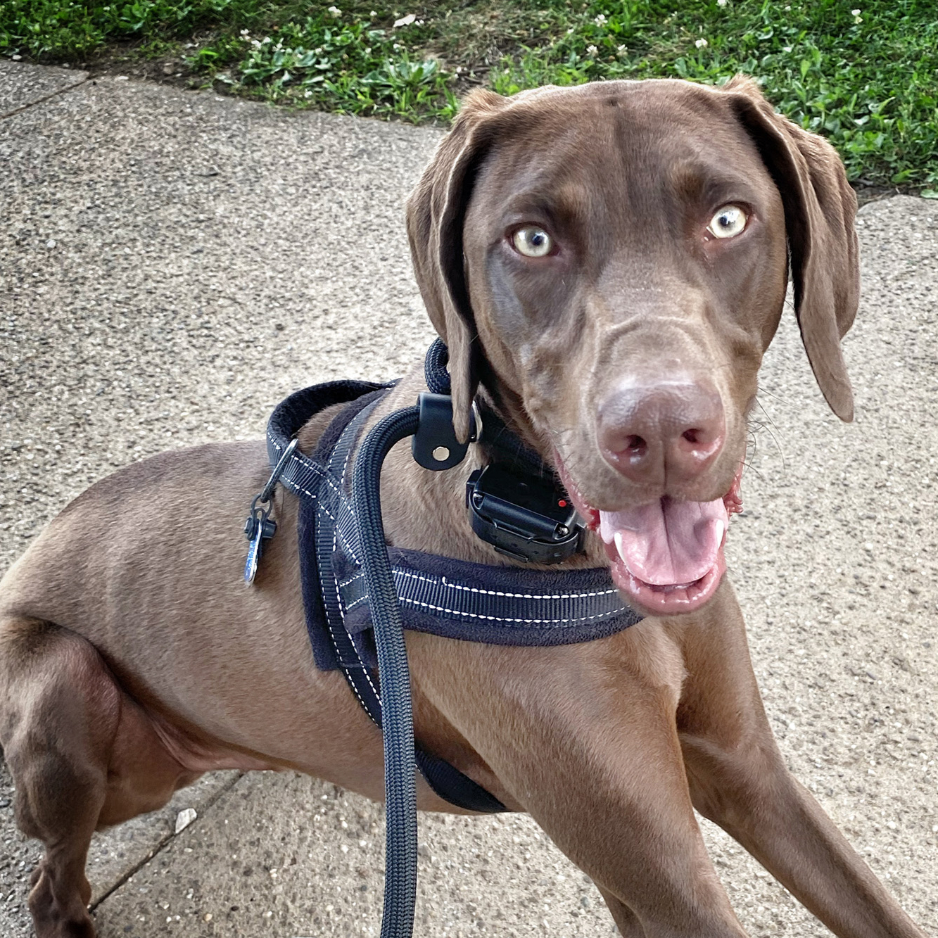 A brown dog with green eyes stands on a sidewalk while out on a walk.