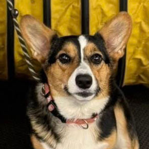 Maggie the Corgi smiles for the camera.