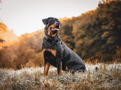 A Rottweiler sits in a field looking off into the distance.