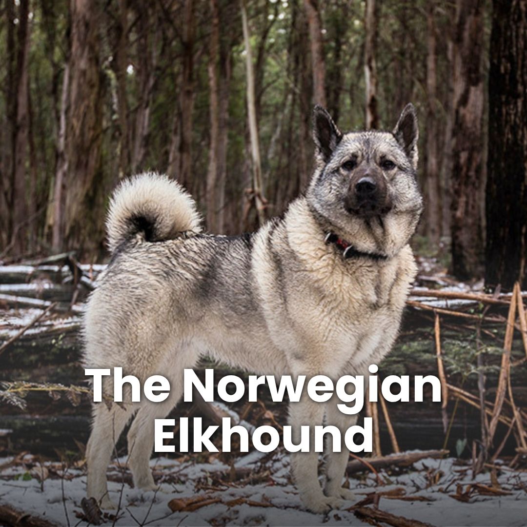 A gorgeous Norwegian Elkhound stands in a wintery forest.
