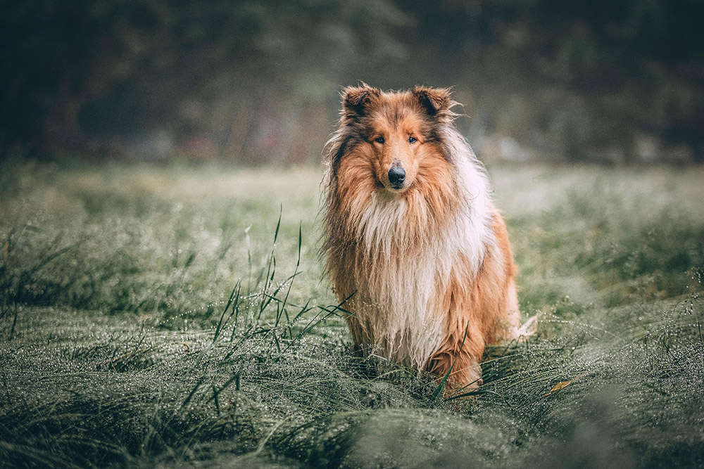 A beautiful Rough Collie sits in a field covered in dew.
