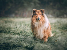 A beautiful Rough Collie stands in a field of wet grass.