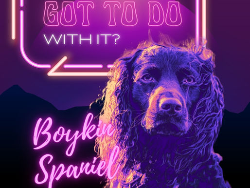 A Boykin Spaniel stands in front of a neon sign that says What's Breed Got To Do With It?