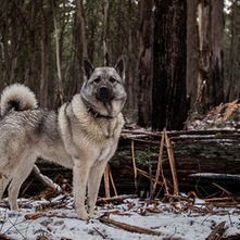 A Norwegian Elkhound stands in snowy woods and looks regal.