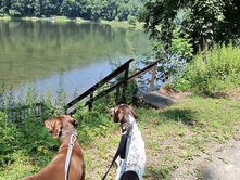 Two dogs appreciate the beauty of the Allegheny River in PA.