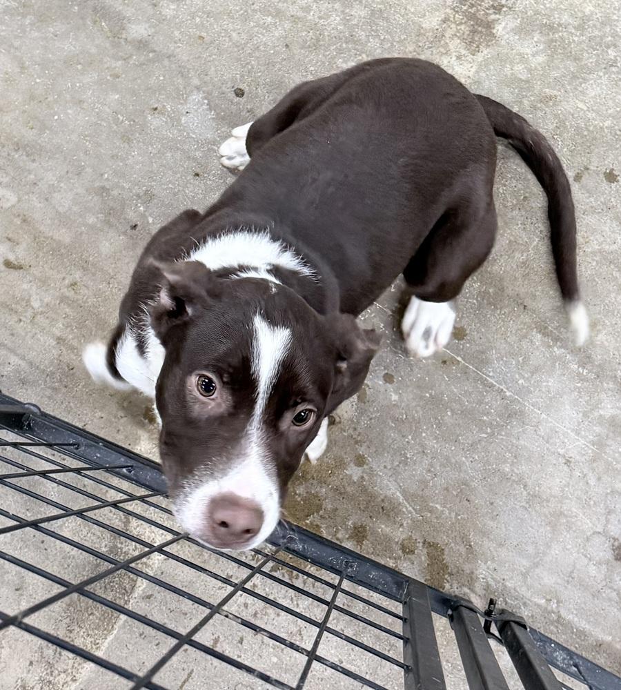 A cute brown and white dog with a curious expression looks up at the camera.