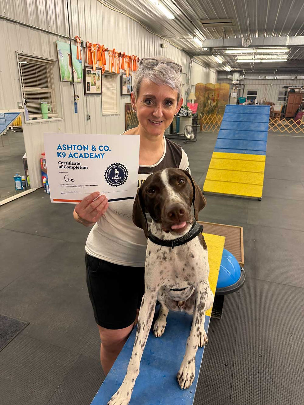 Gus the German Shorthaired Pointer poses with his tongue out during his Be Braver Level 2 Confidence Builder graduation class.