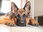 A German Shepherd with its chin resting on the floor and face framed by its front paws gazes intensely at something in front of it.
