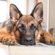 A German Shepherd with its chin resting on the floor and face framed by its front paws gazes intensely at something in front of it.