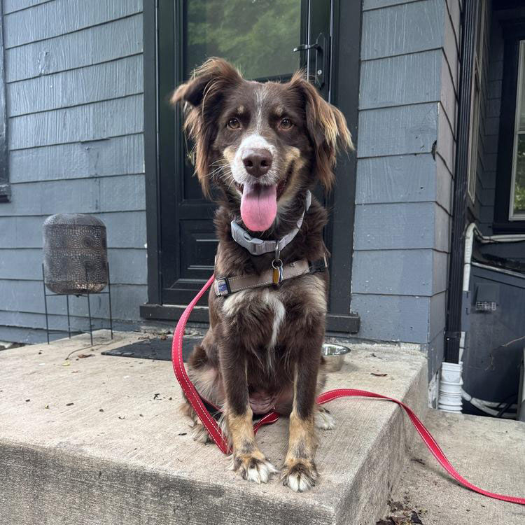 A happy Aussie sits on a front porch with her tongue sticking out.