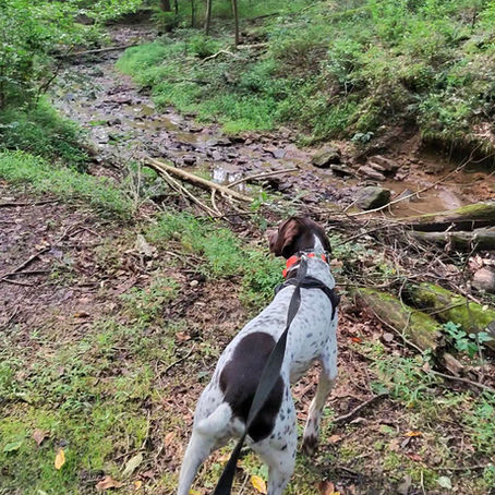 A brown and white German Shorthaired Pointer dog explores a stream area in the woods.