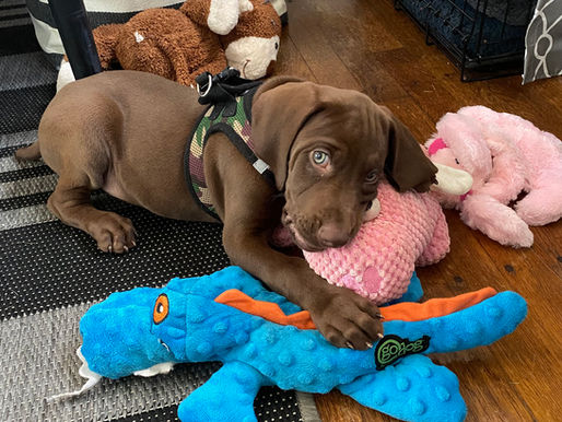 An adorable demon in puppy disguise gnaws on the face of a stuffed pig.