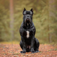 A black Cane Corso sits in the park.