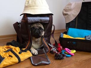 A Pug dog sits in a dog carrier as a travel bag is being packed.