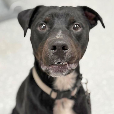 A black and white dog with a white collar.