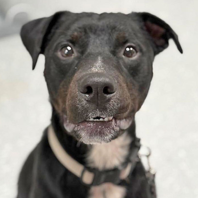 A black and white dog with a white collar.