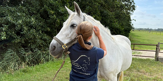 massage paard