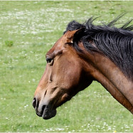 boos paard.jpg