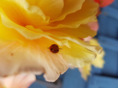 Teoria nesimțitului