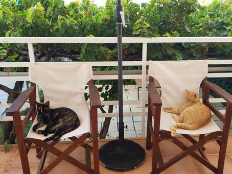 Ca o pisică în Grecia