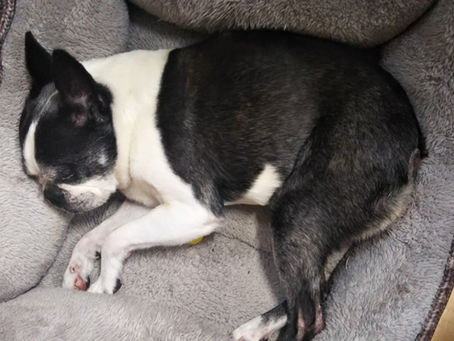 きょうのオットー