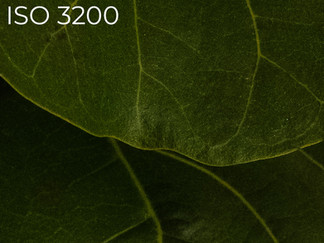 A noisy photo of a leaf