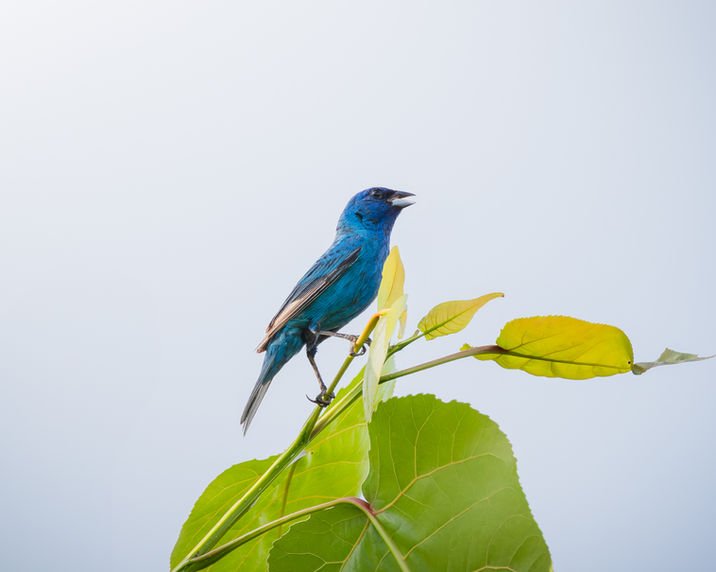 Painted Bunting sitting on a branch