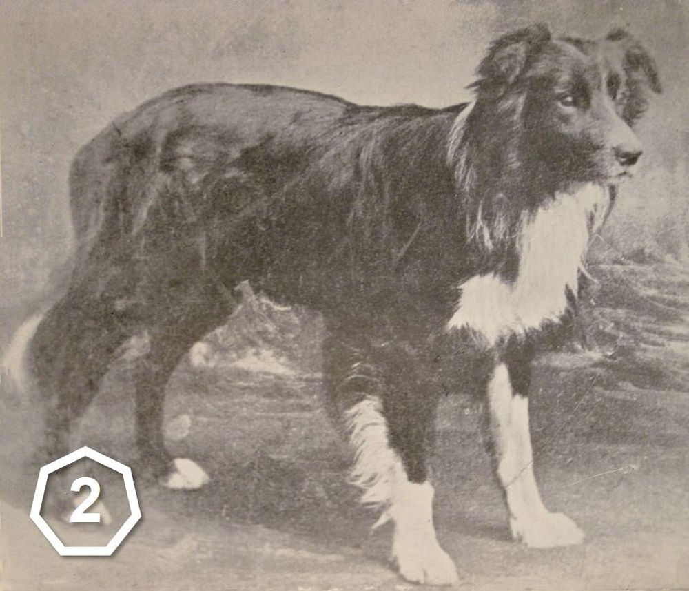 The history of the Border Collie