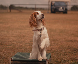 Holistic hounds dog day training obedience.jpg