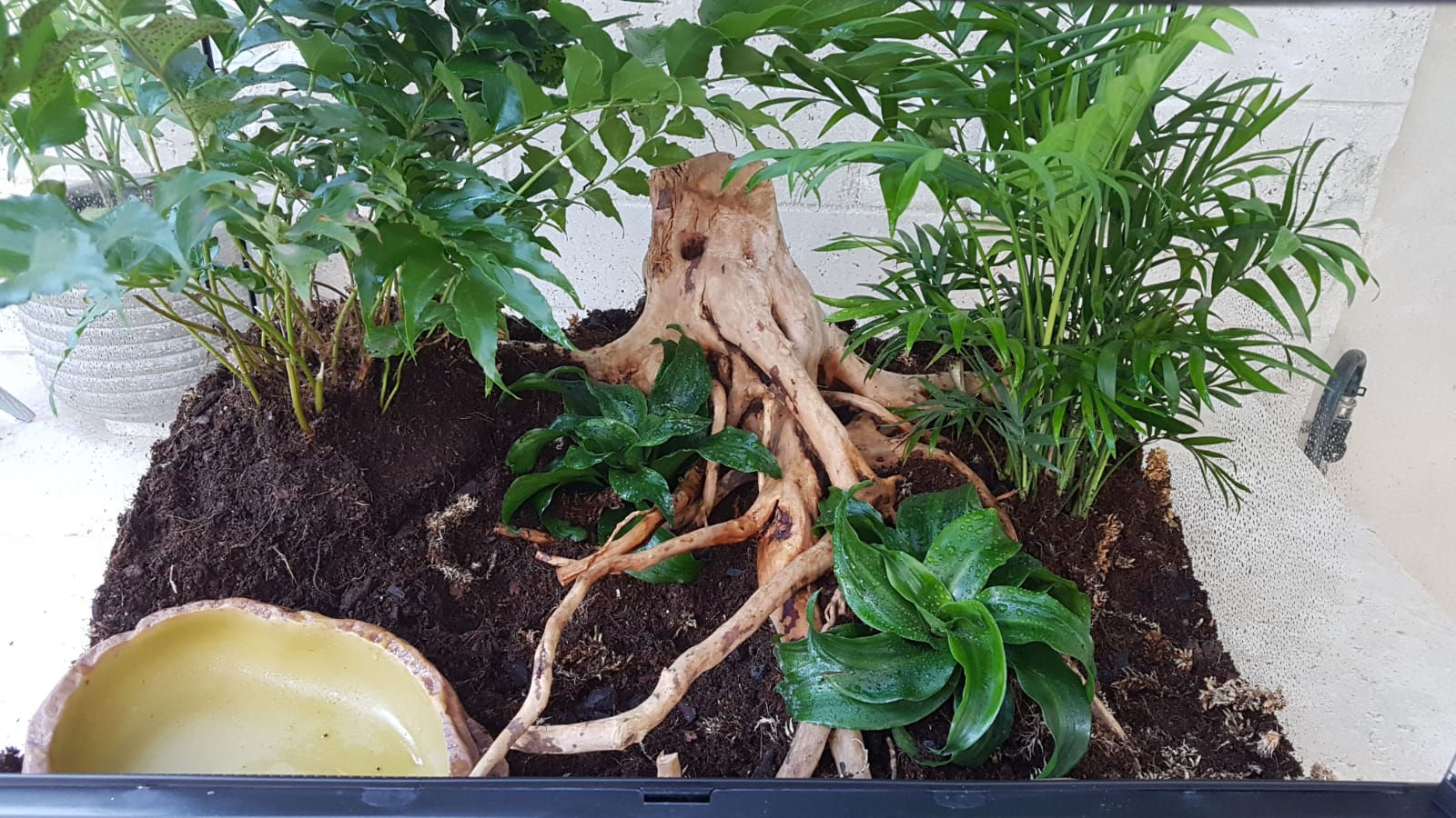 king snake complete set