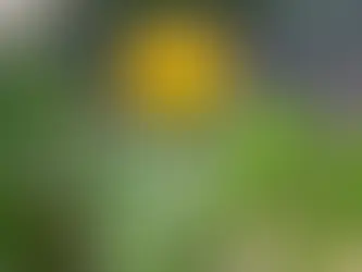 Embracing the Beauty of Dandelions: A Closer Look at Nature's Humble Wildflower