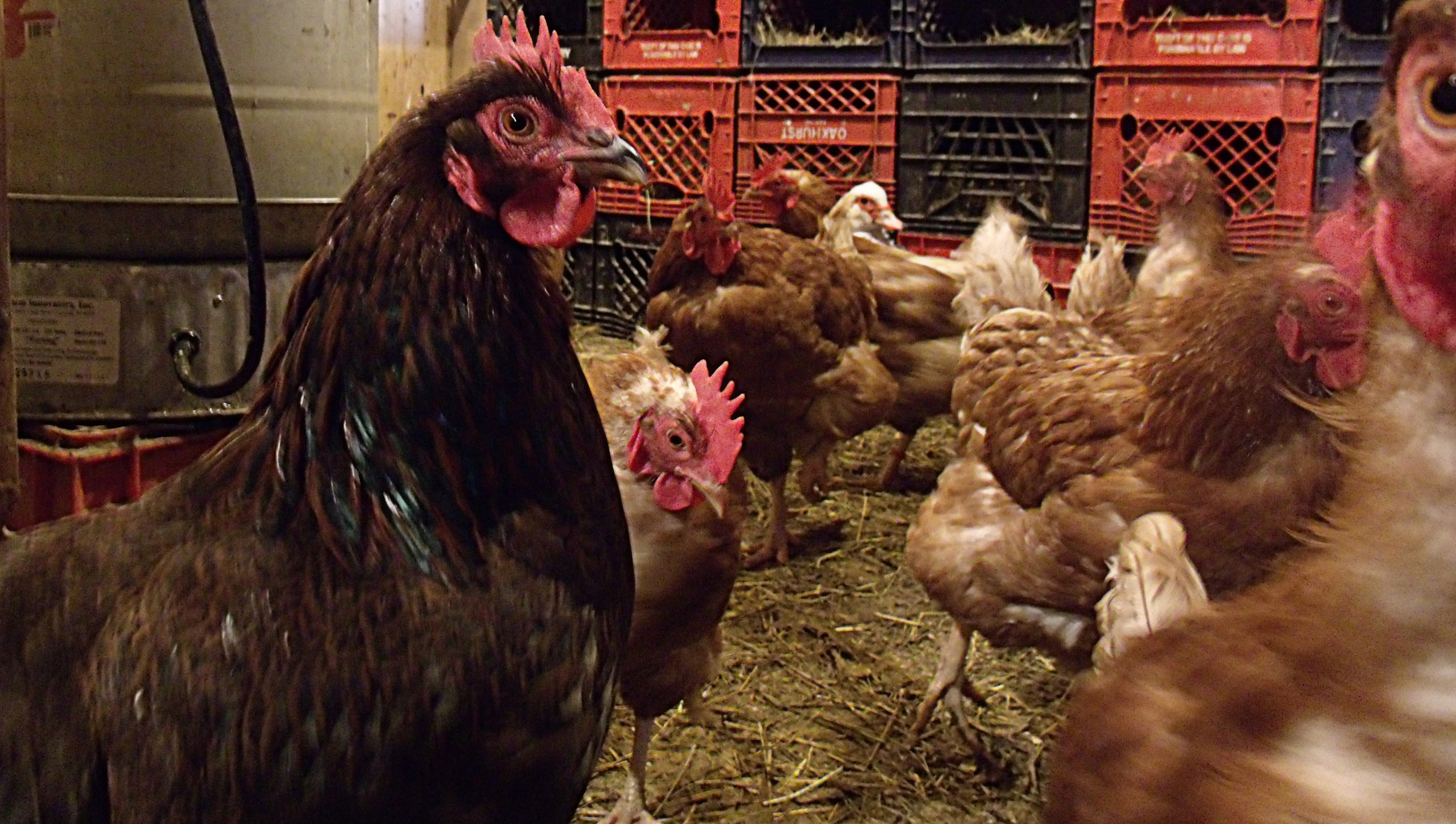 Cluckers
