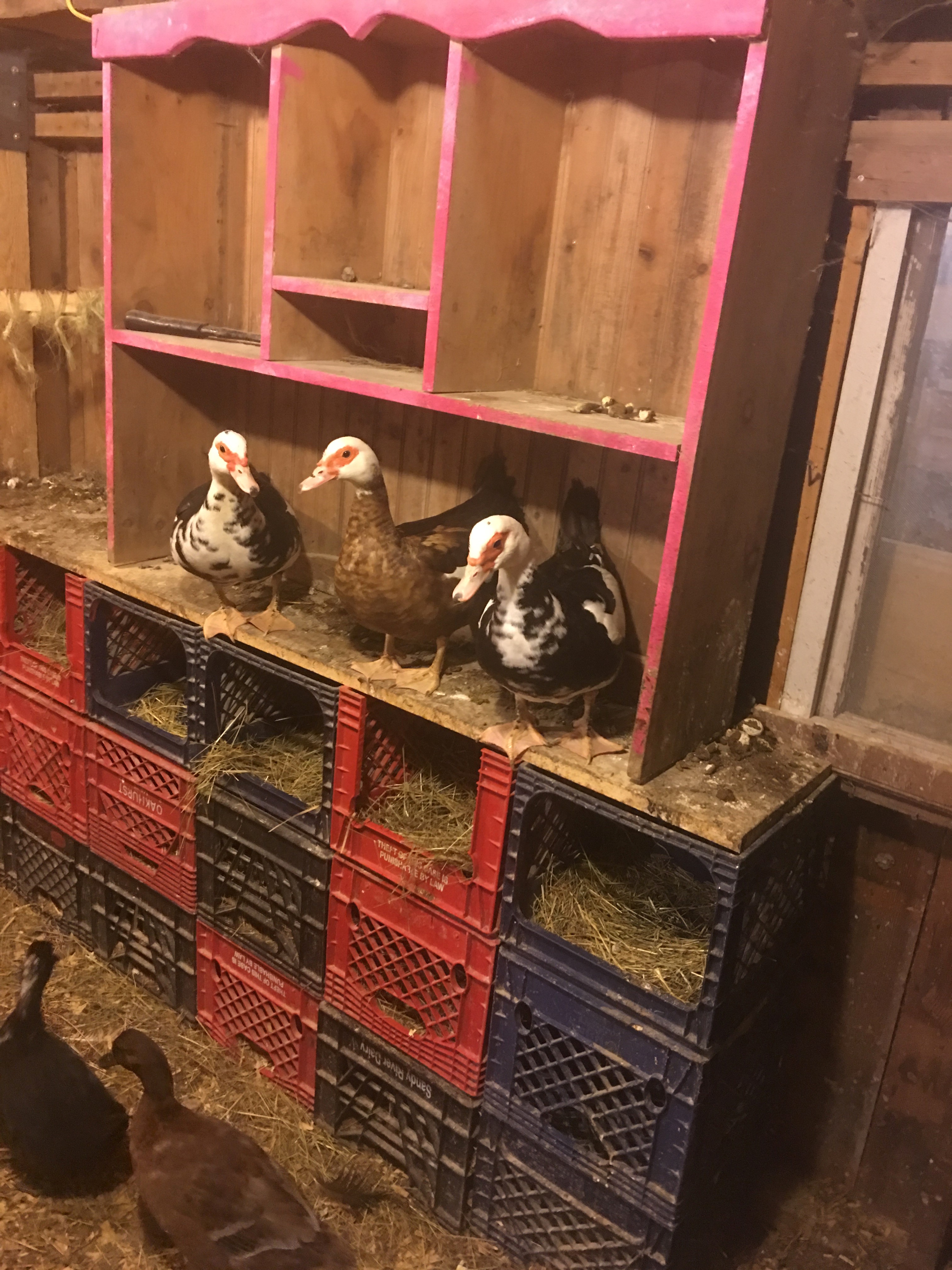 Quackers