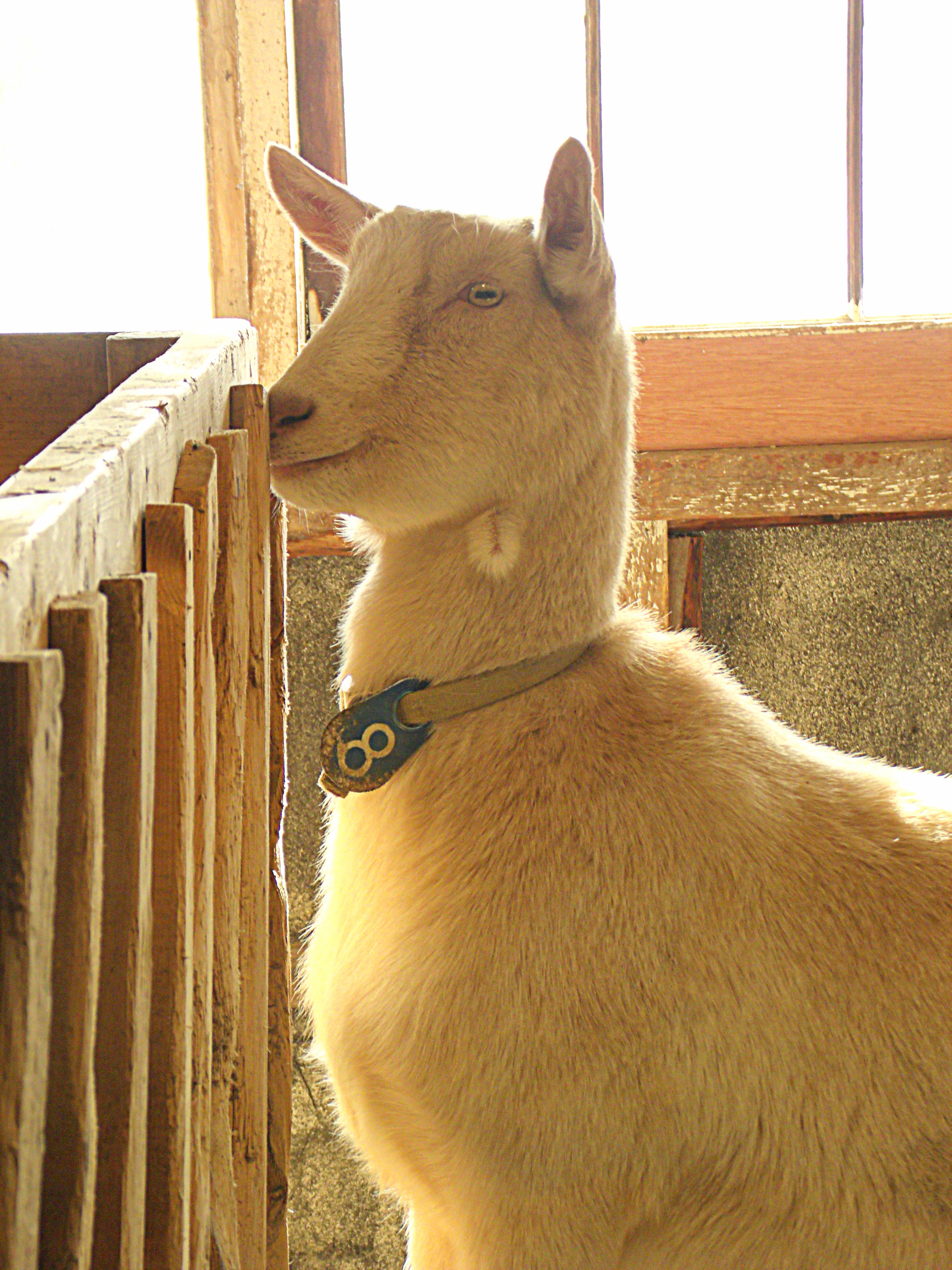 Seela