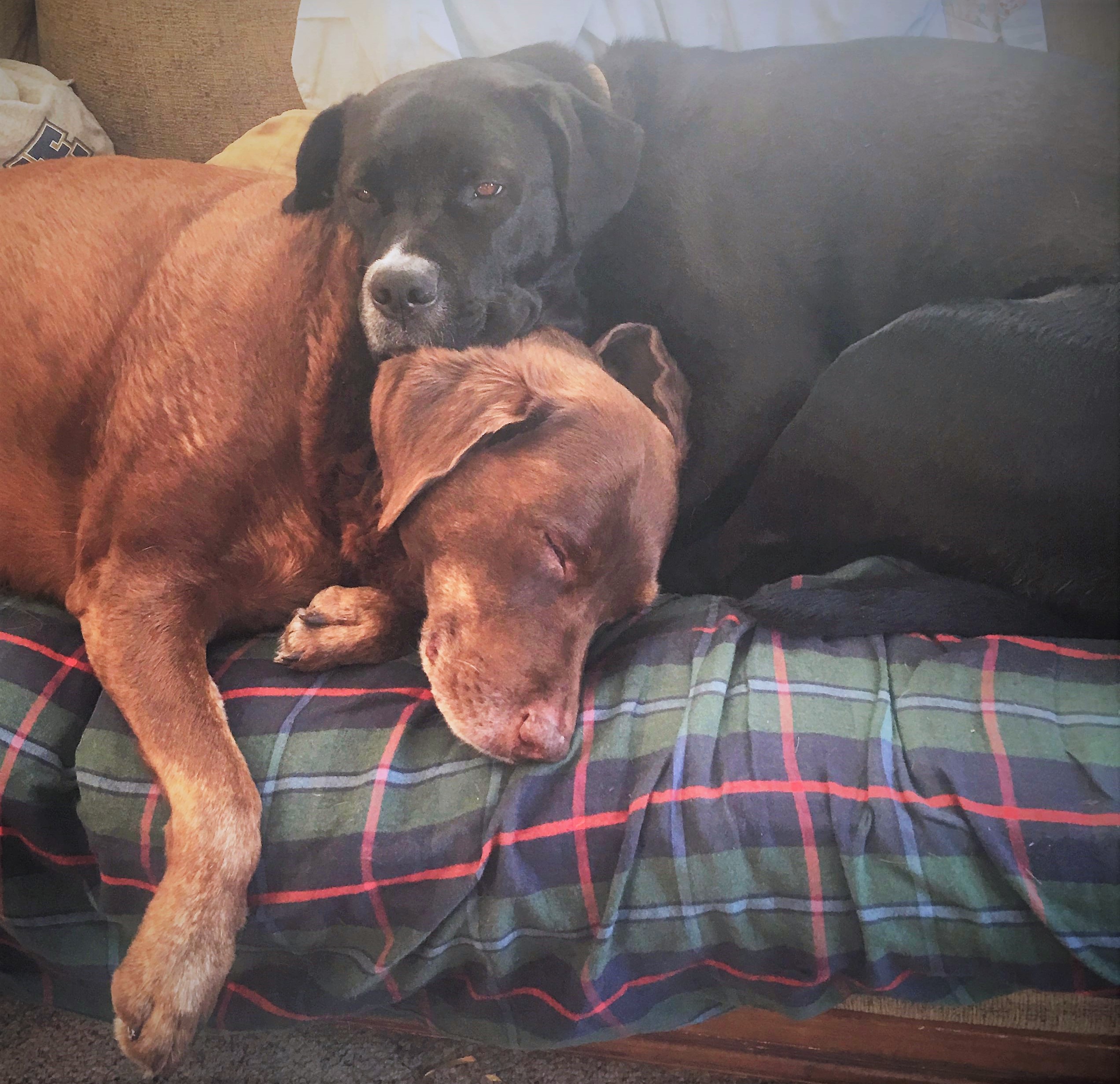 Mocha & Whoopie Pie